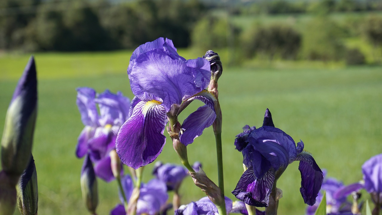 flower violet iris free photo