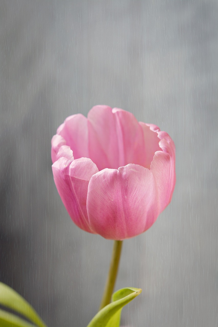 flower tulip blossom free photo