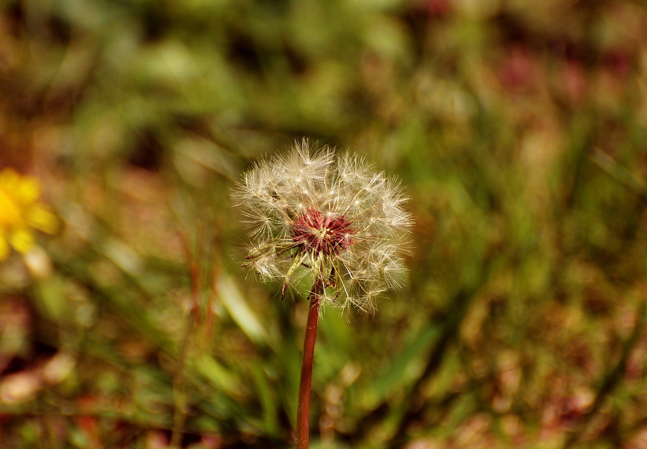 flower seed nature free photo