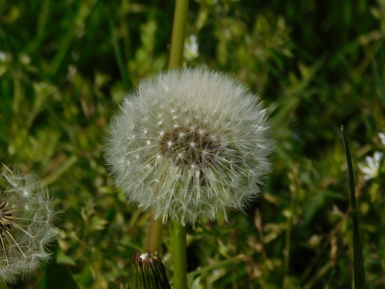 flower dandelion seeds free photo