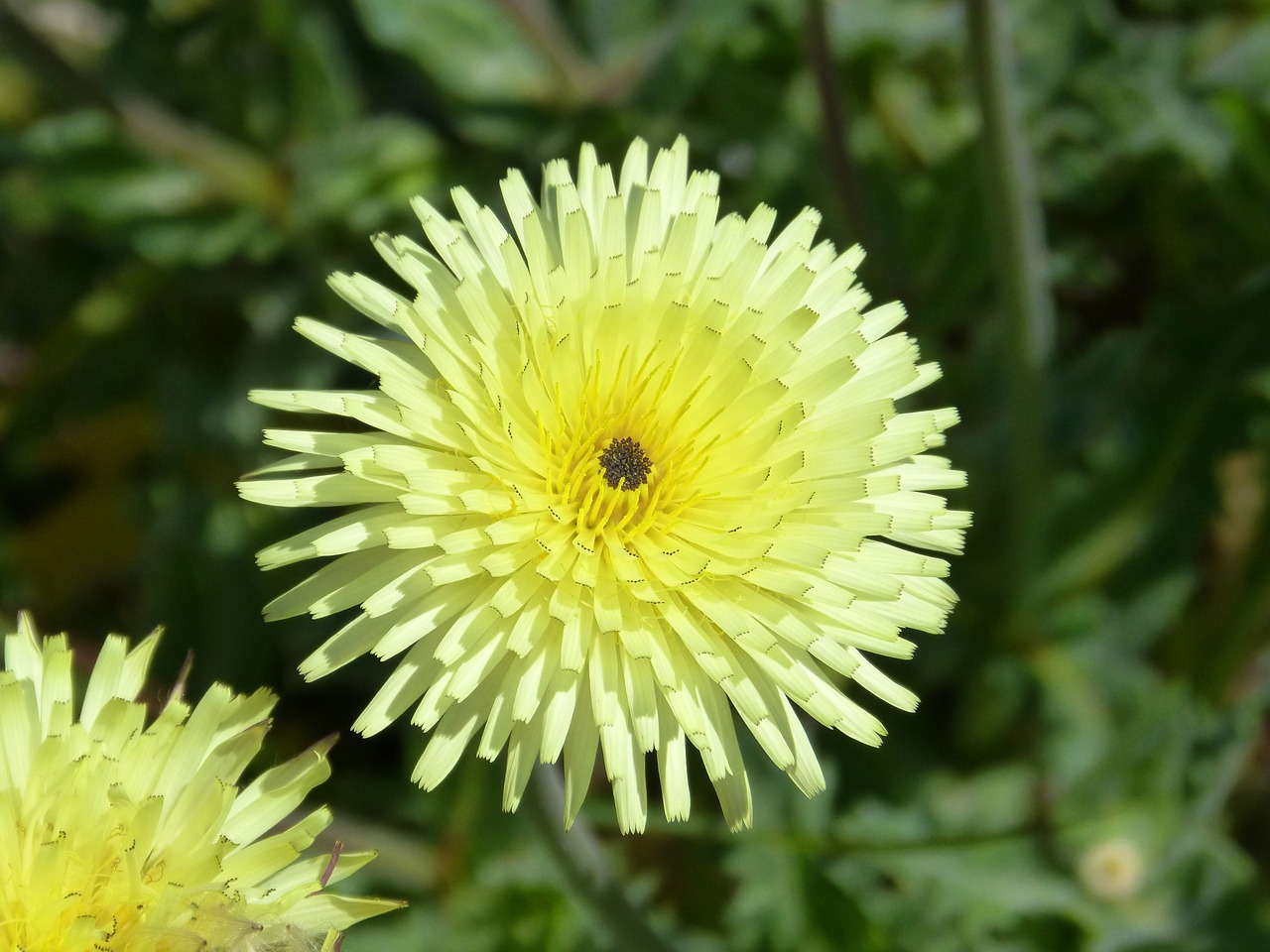 flower yellow flower detail free photo