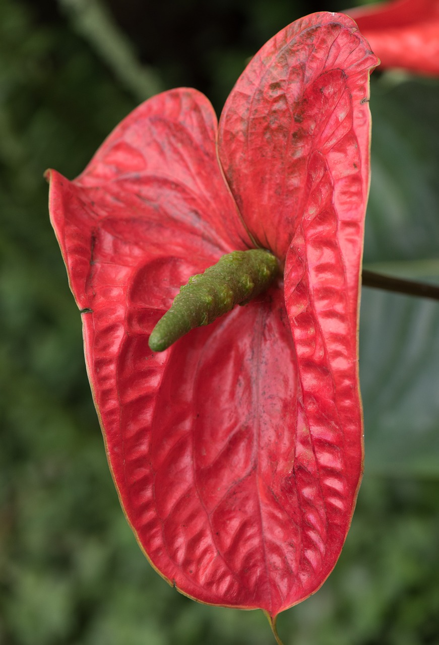 flower macro red free photo