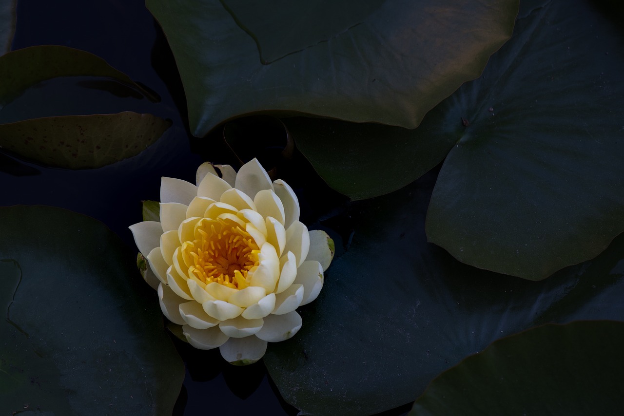 flower plant pond free photo