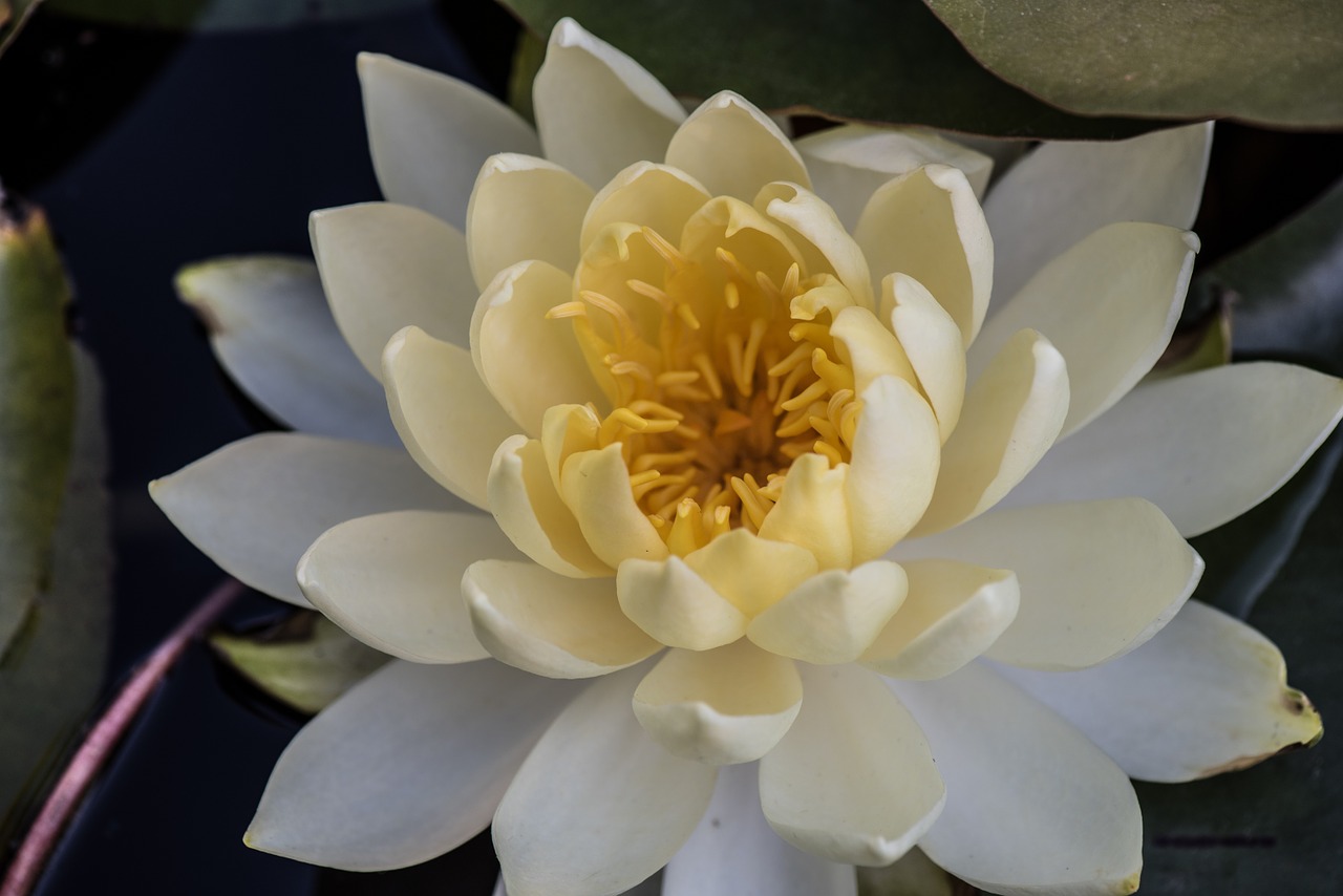 flower plant pond free photo