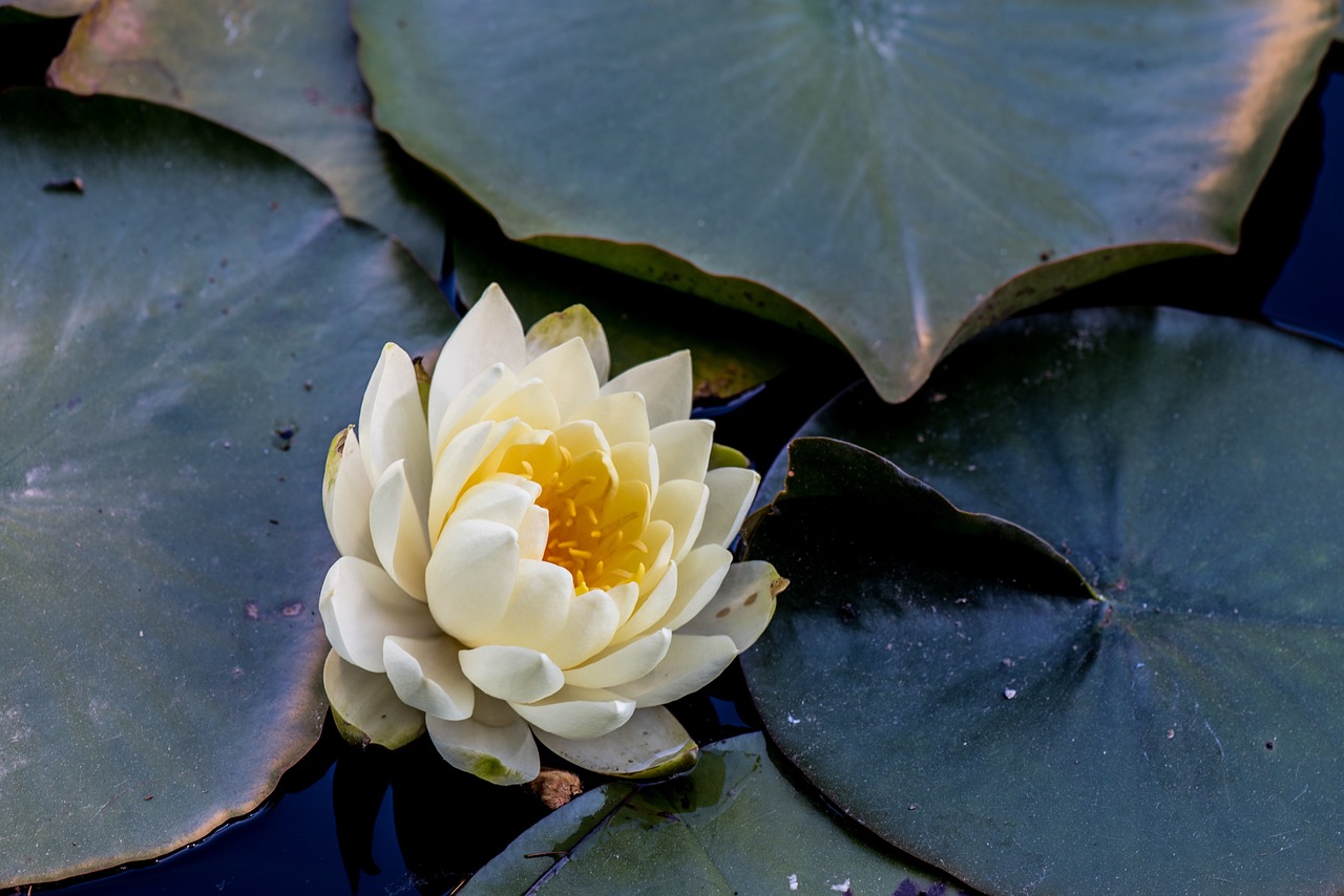 flower plant pond free photo