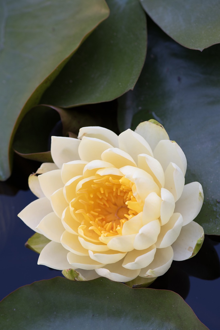 flower plant pond free photo