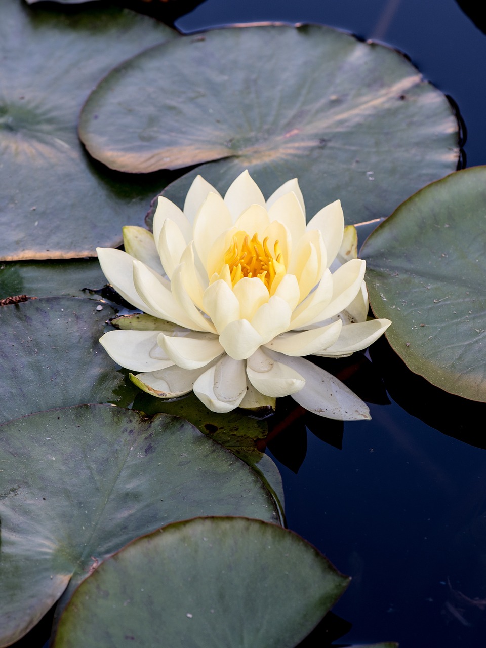 flower plant pond free photo