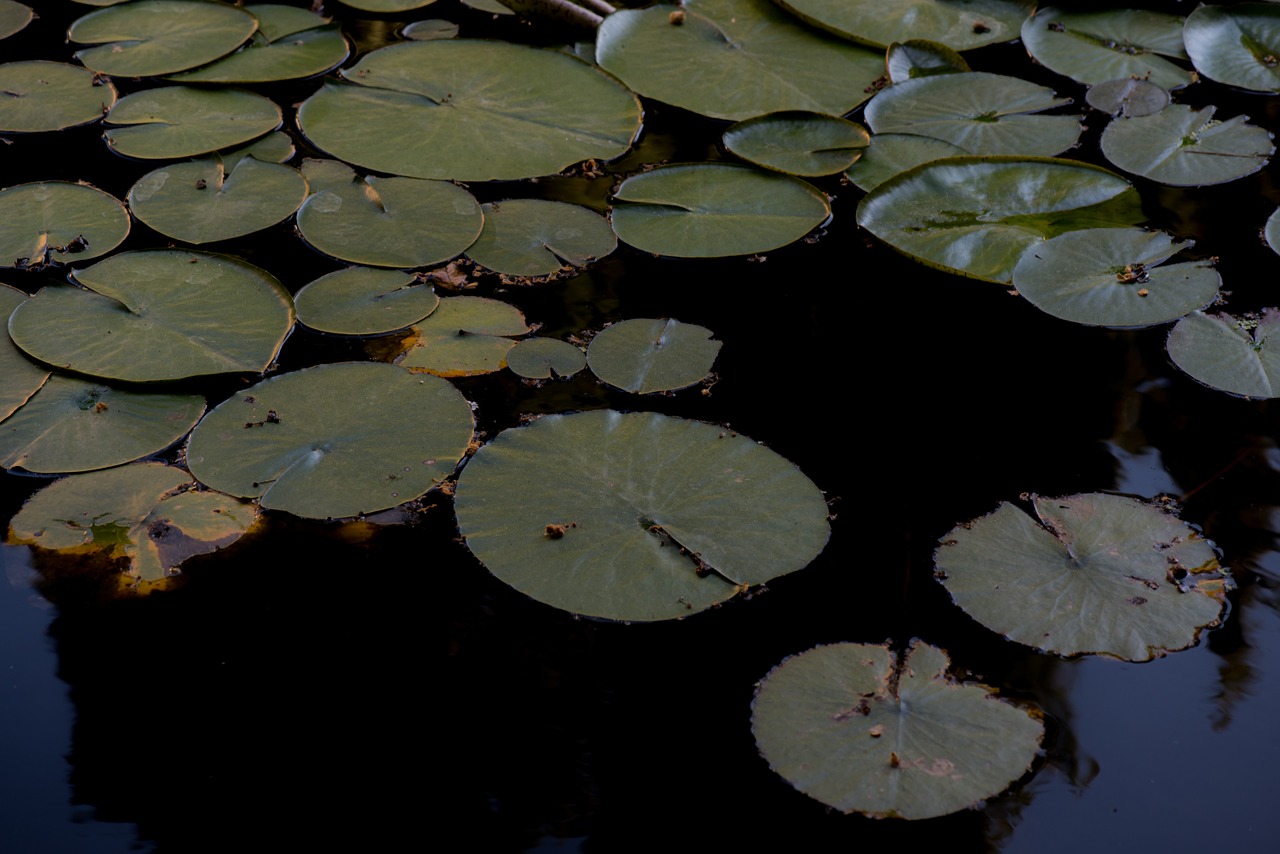 flower plant pond free photo