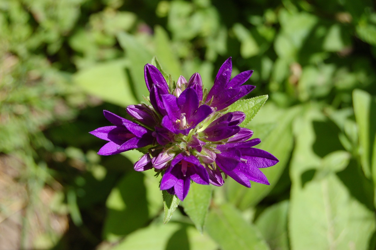 flower close blossom free photo