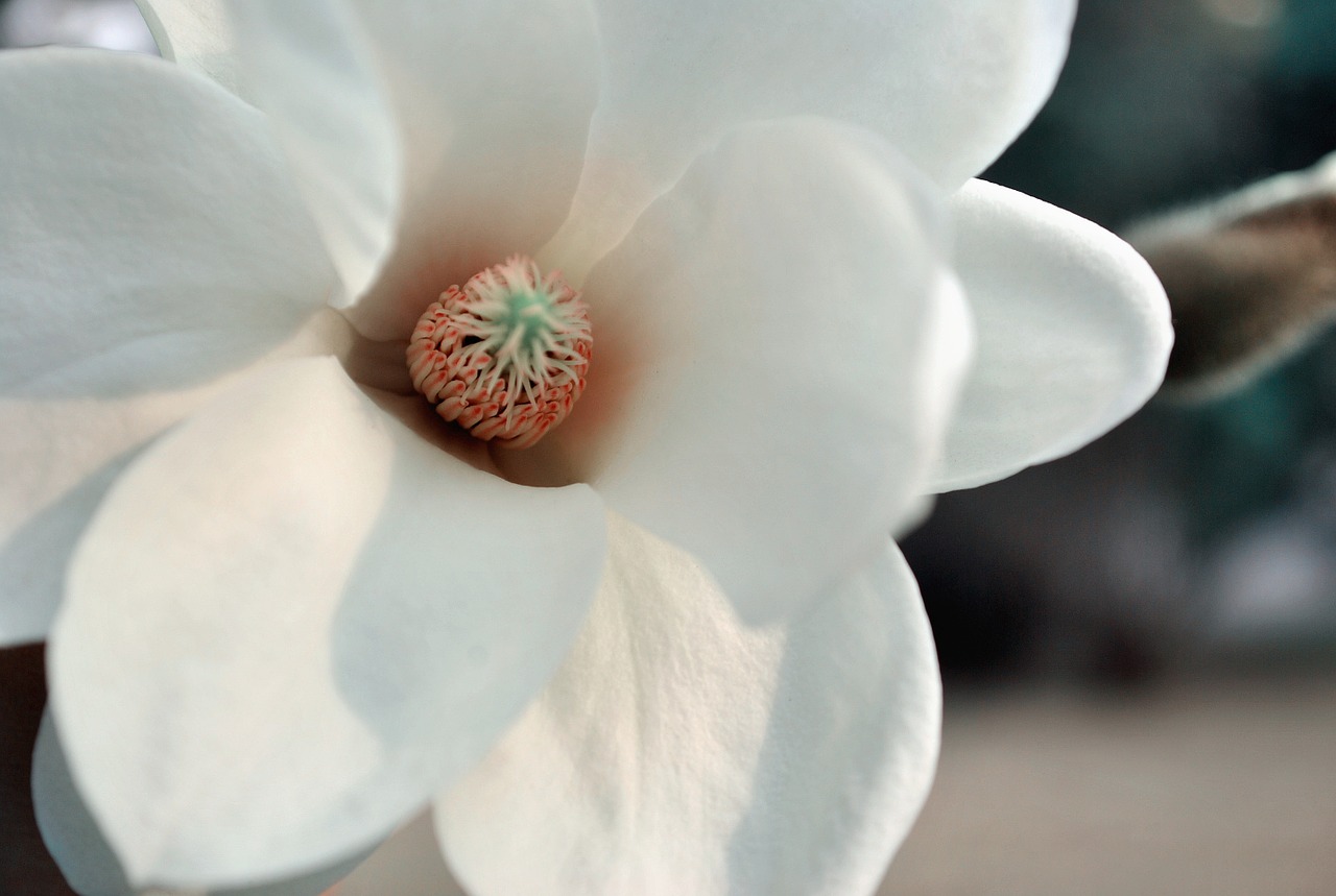 flower magnolia fresh free photo