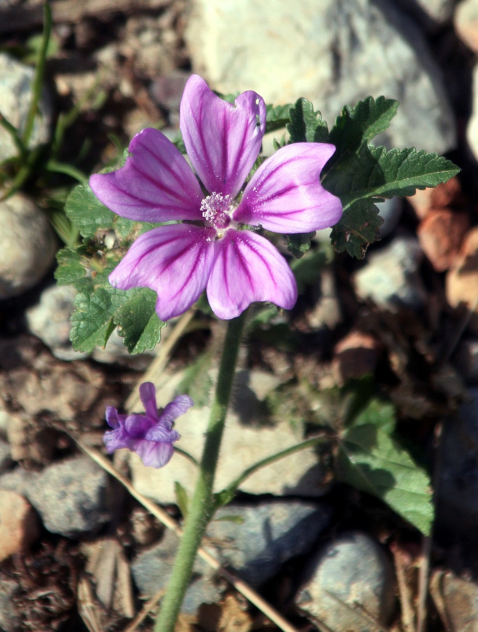 flower pink nature free photo