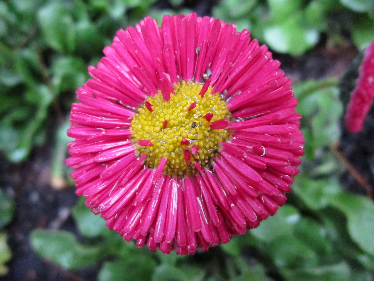 tausendschön daisy red daisy free photo