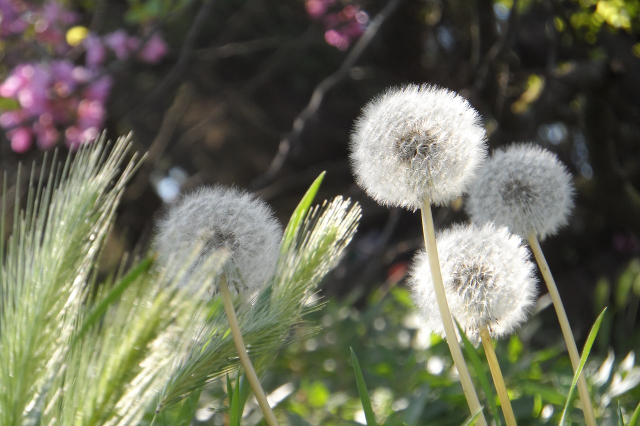 flower grass tanpopo italy free photo