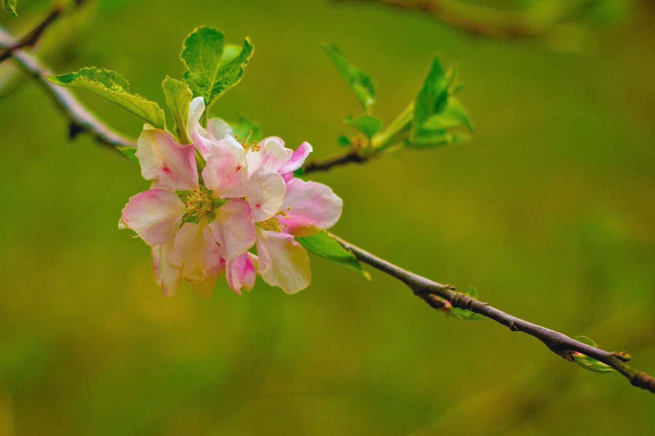 flower pink pink flowers free photo