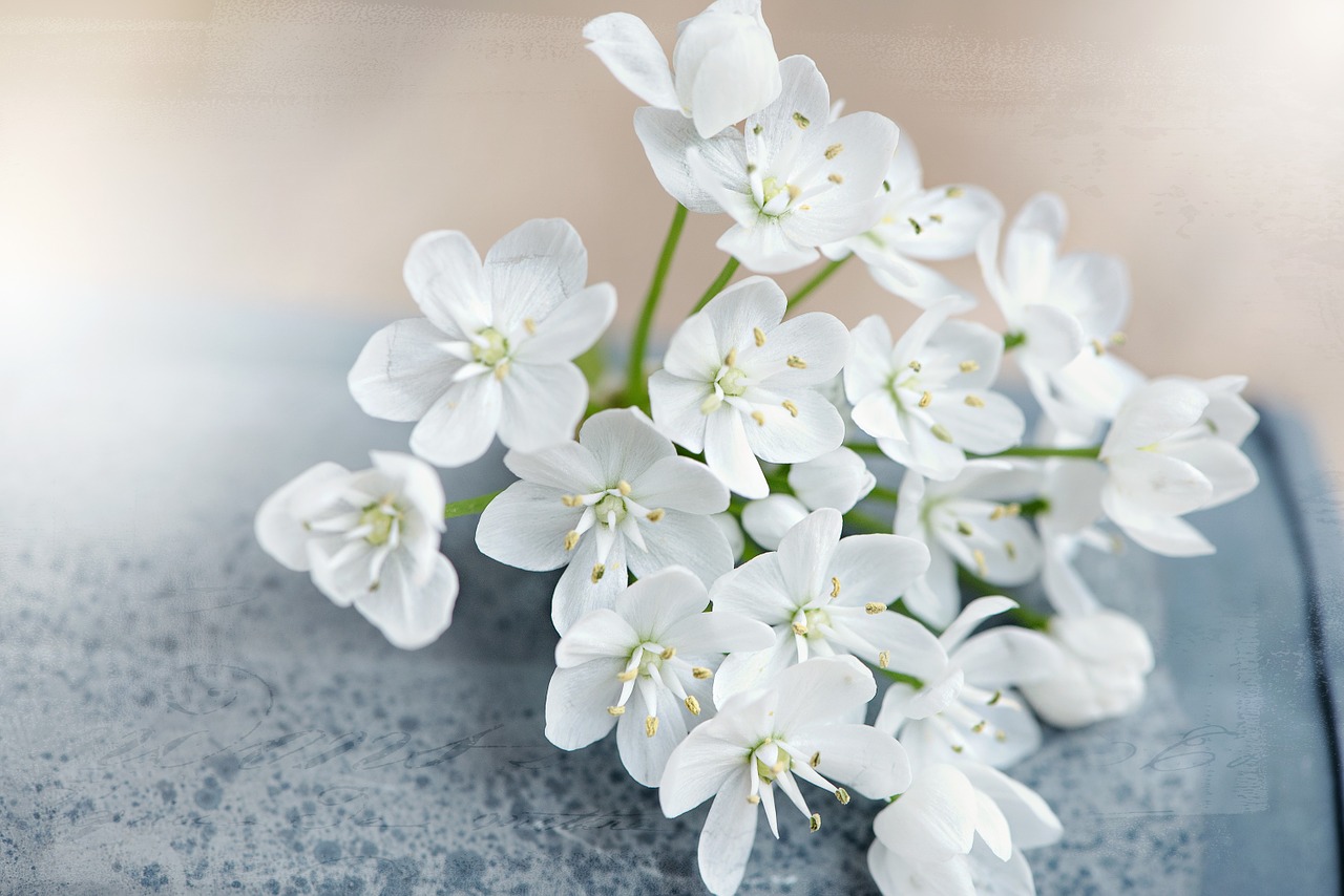 flower flowers white free photo