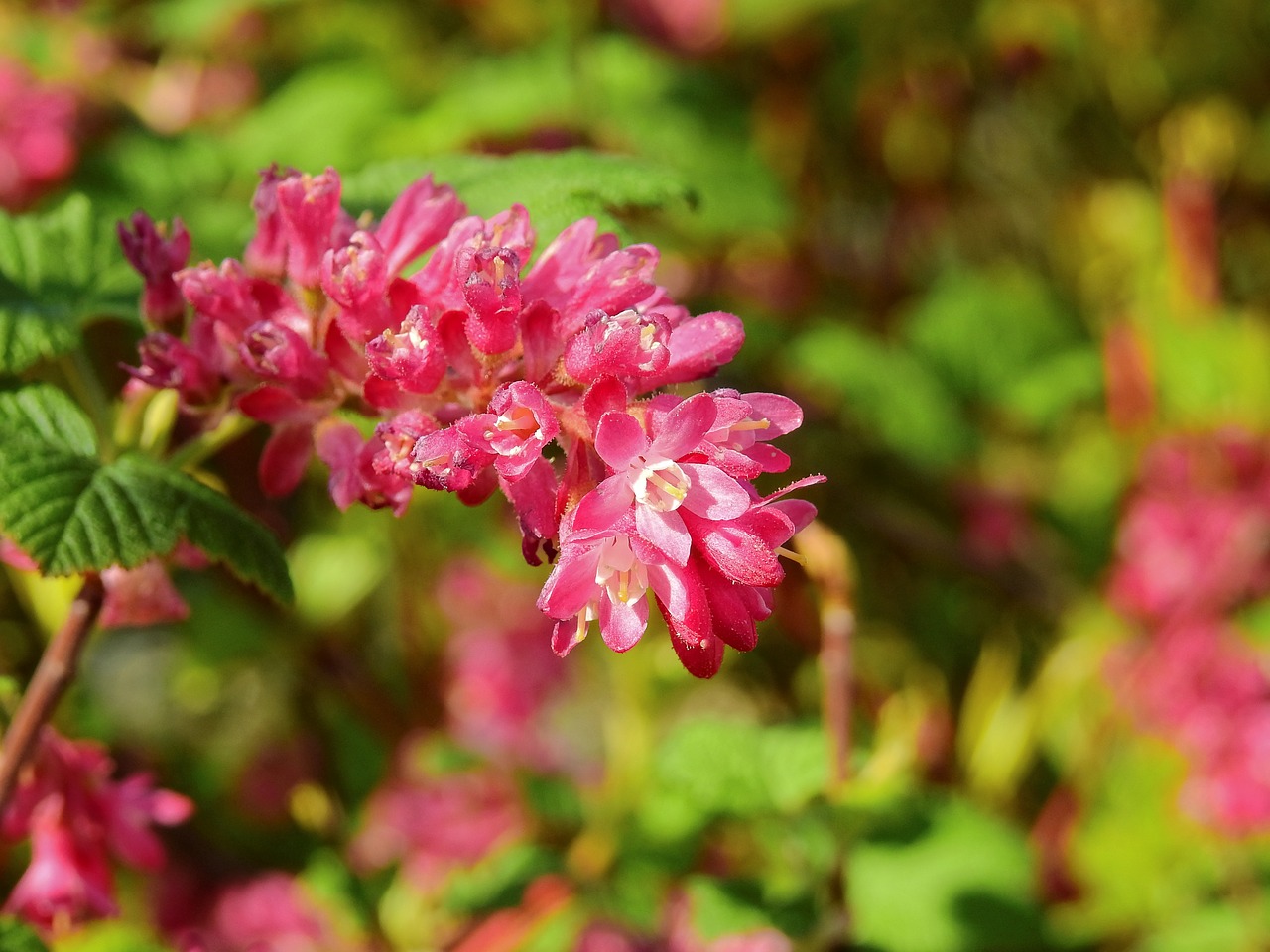 flower blossom bloom free photo