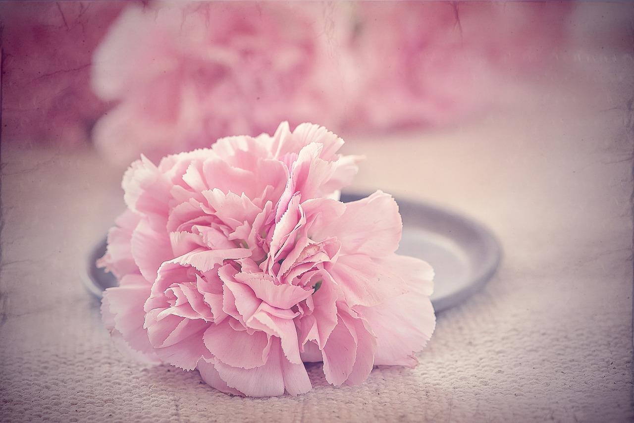 flower carnation pink free photo