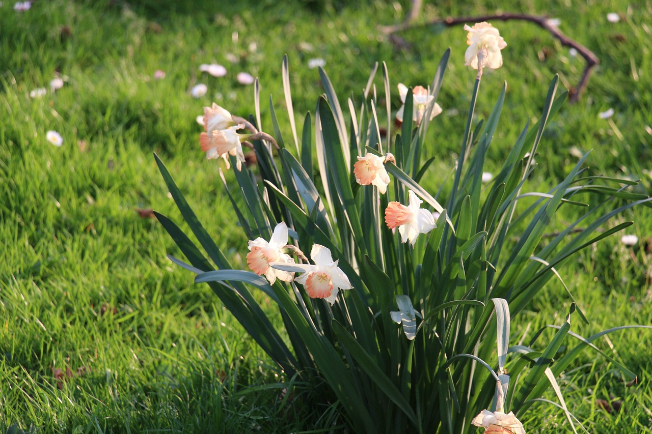 flower meadow green free photo