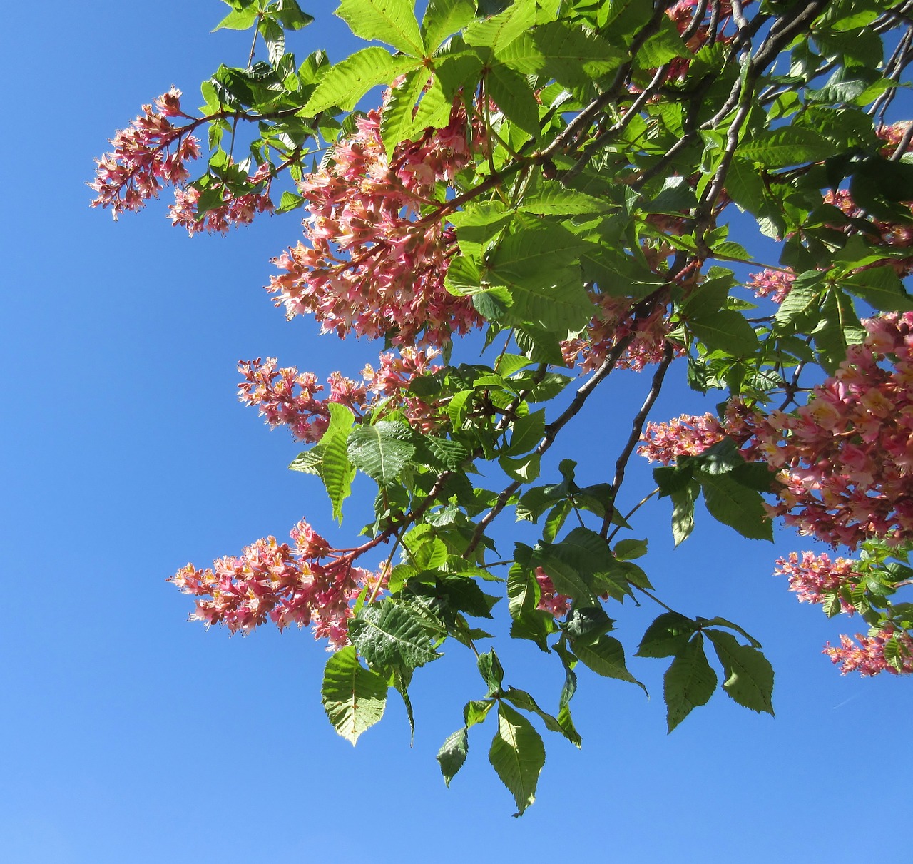 flower spring blue sky free photo