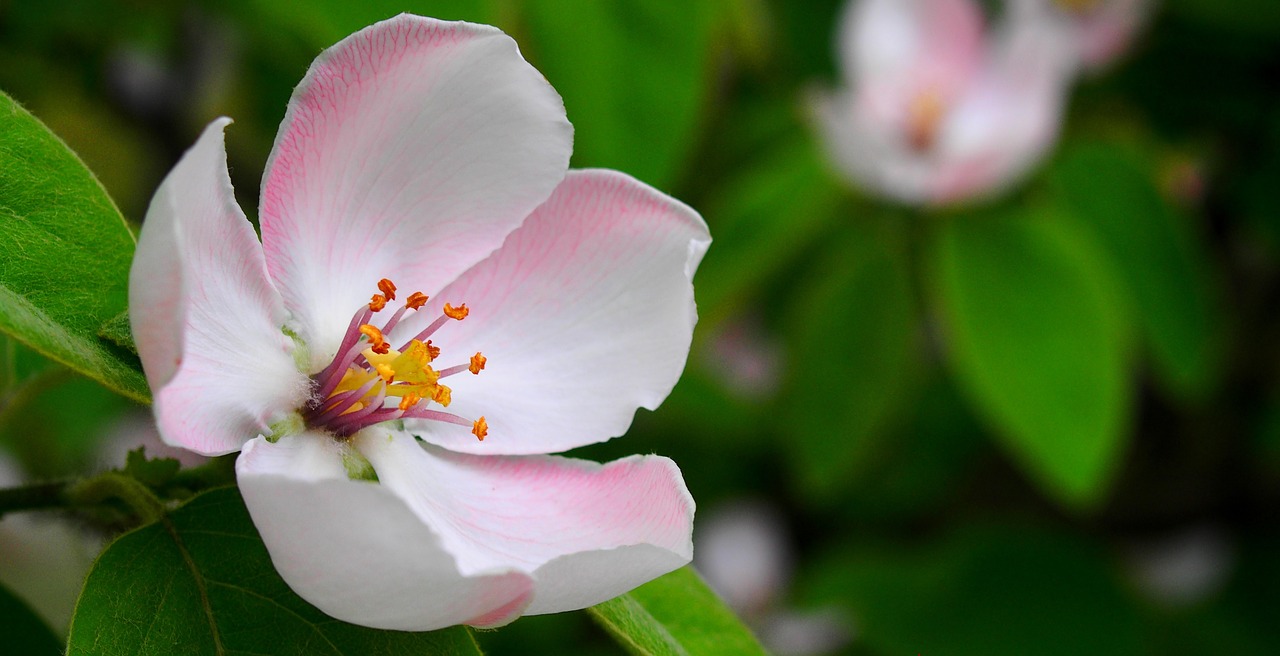 spring pistil wood free photo