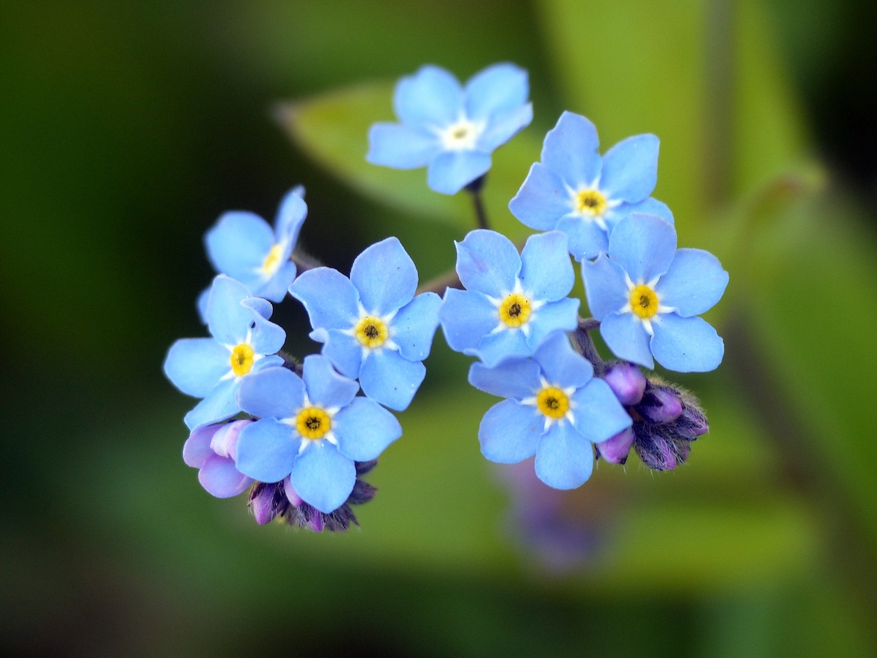 flower forget me not blossom free photo