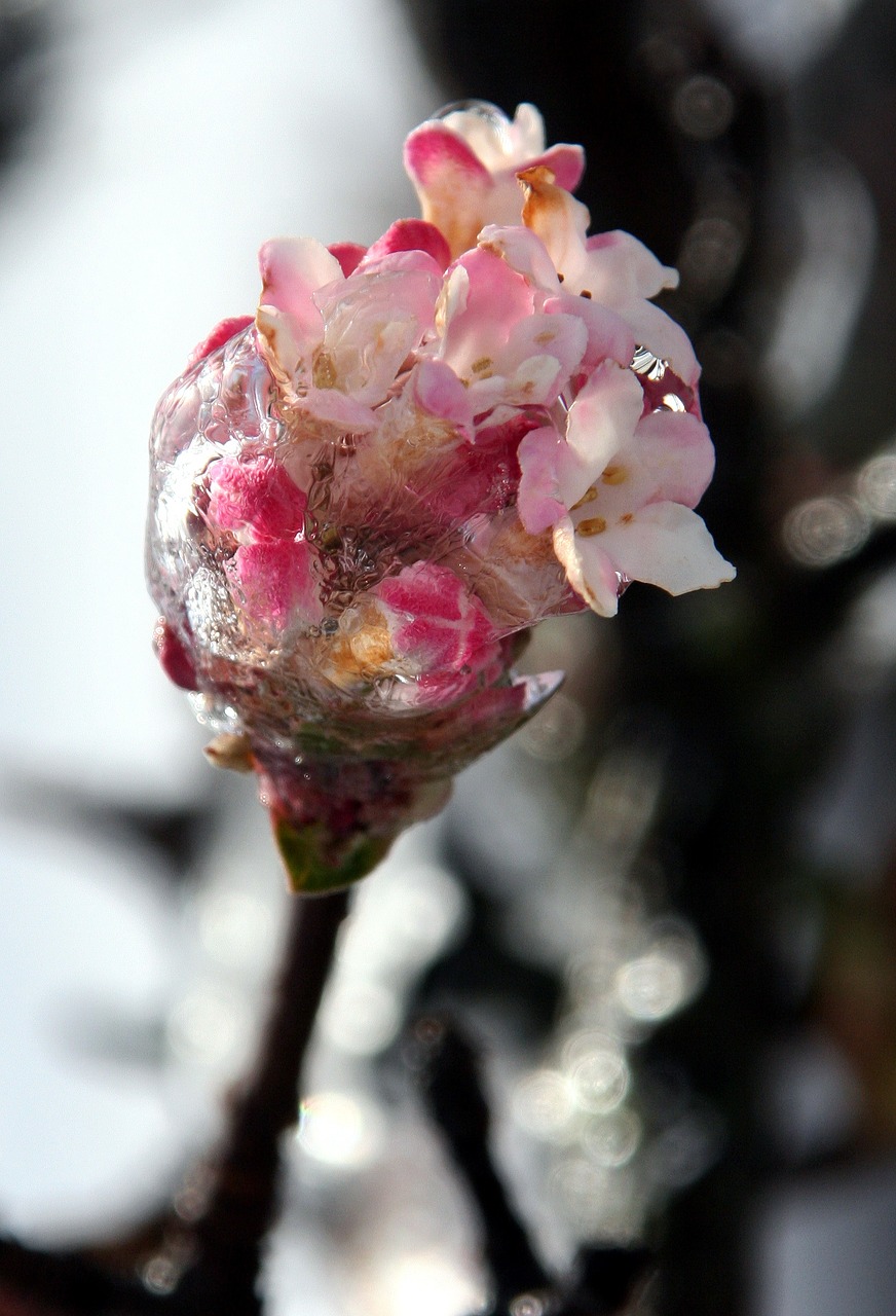 flower jelly cold