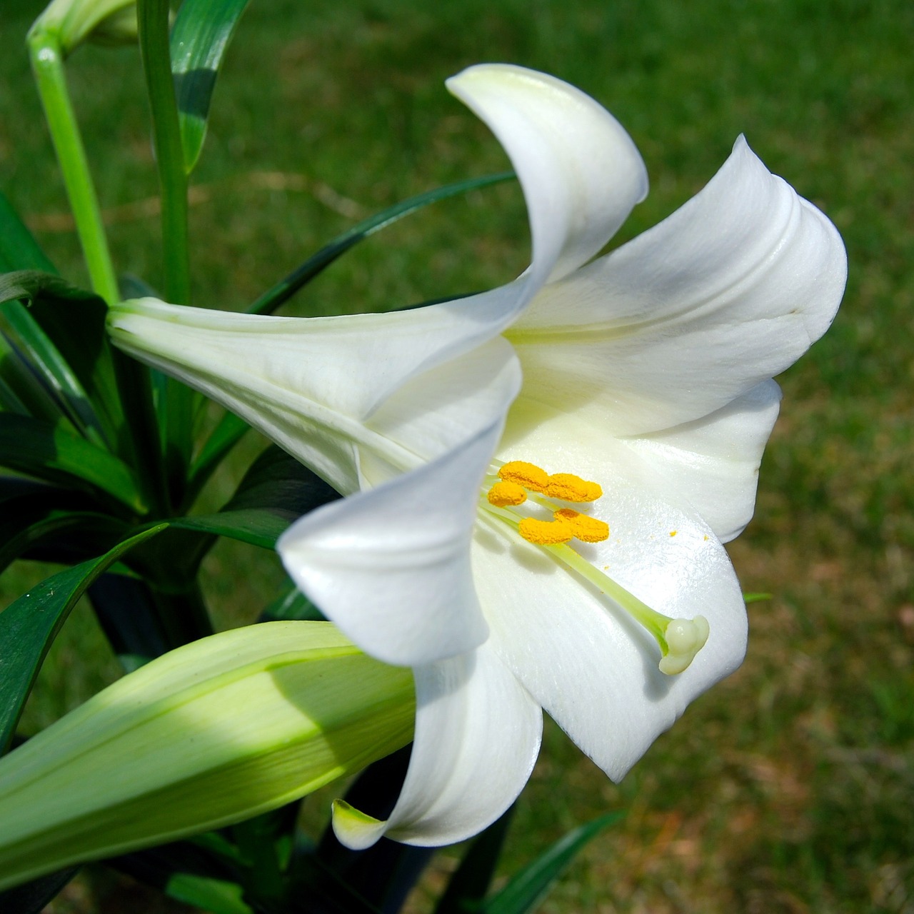 flower easter lilly free photo