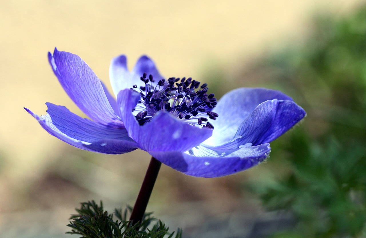 flower pistil macro free photo