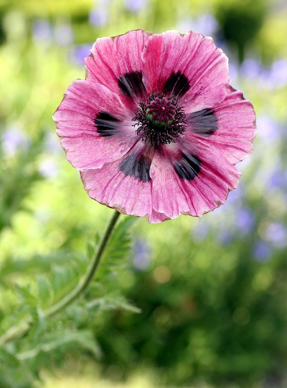 poppy flower garden free photo