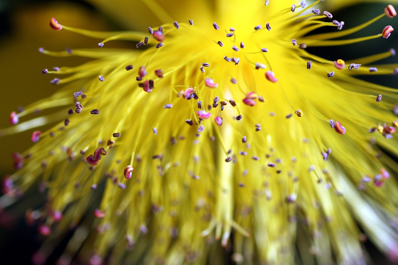 flower yellow pistil free photo