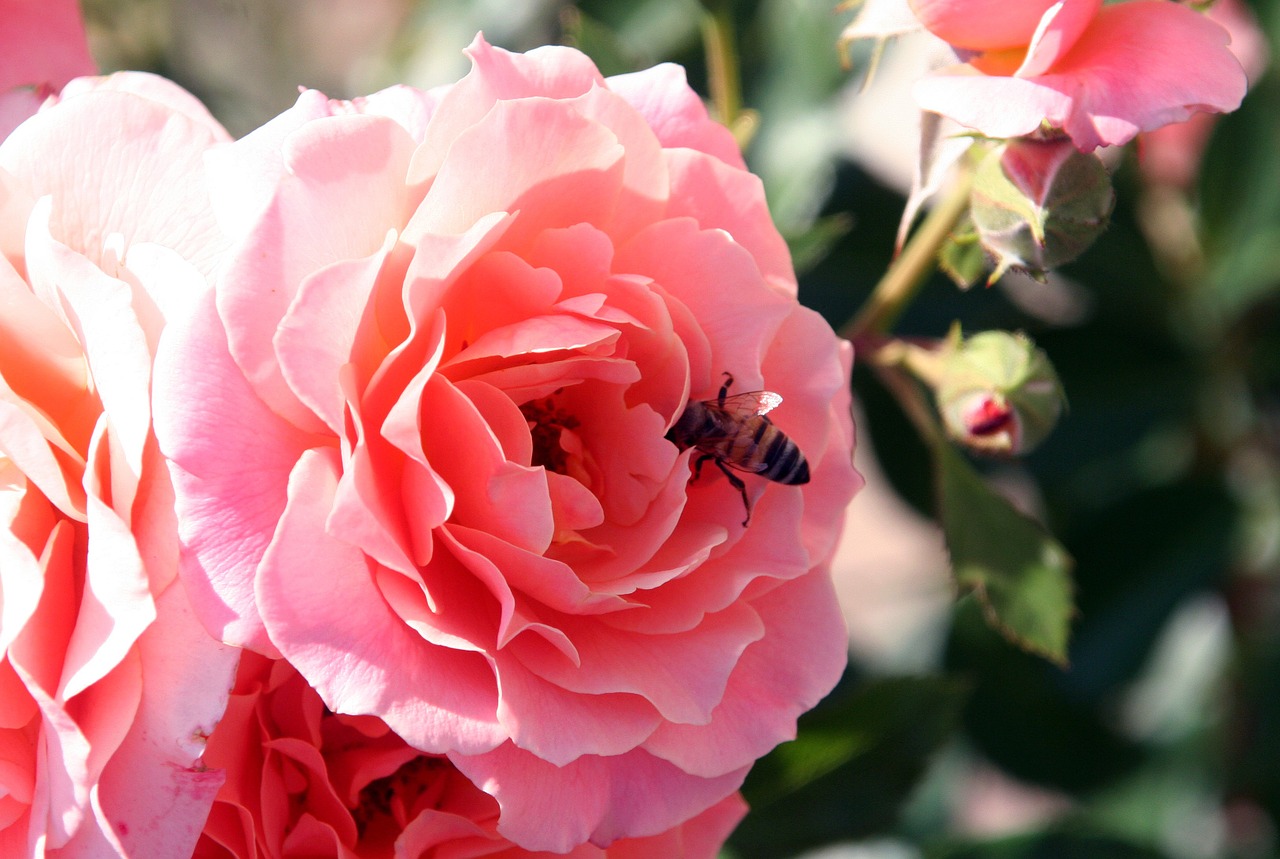 flower pink bee free photo