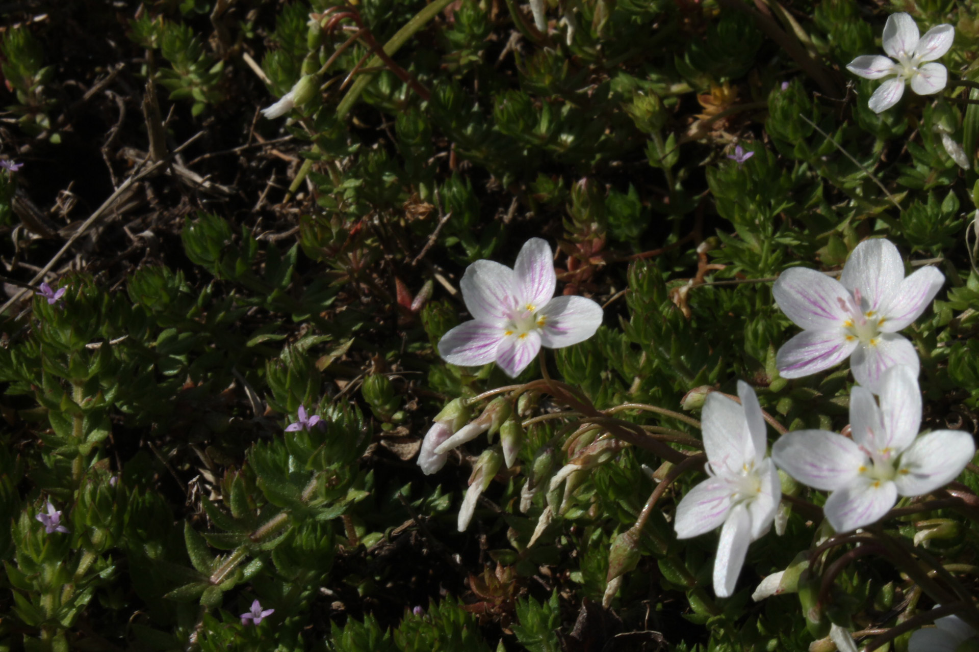 flowers field spring free photo