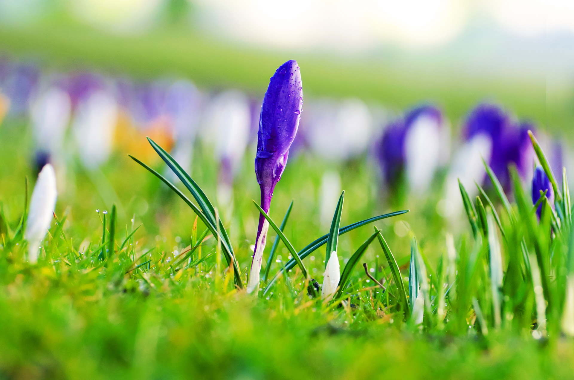 flowers flower plants free photo