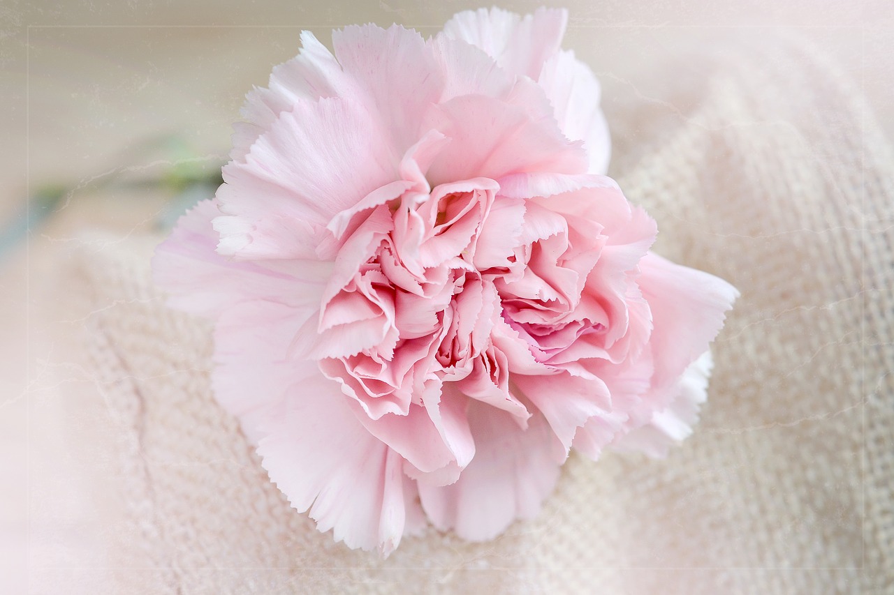 flower carnation pink free photo