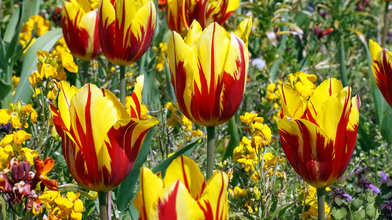 flower plant garden free photo