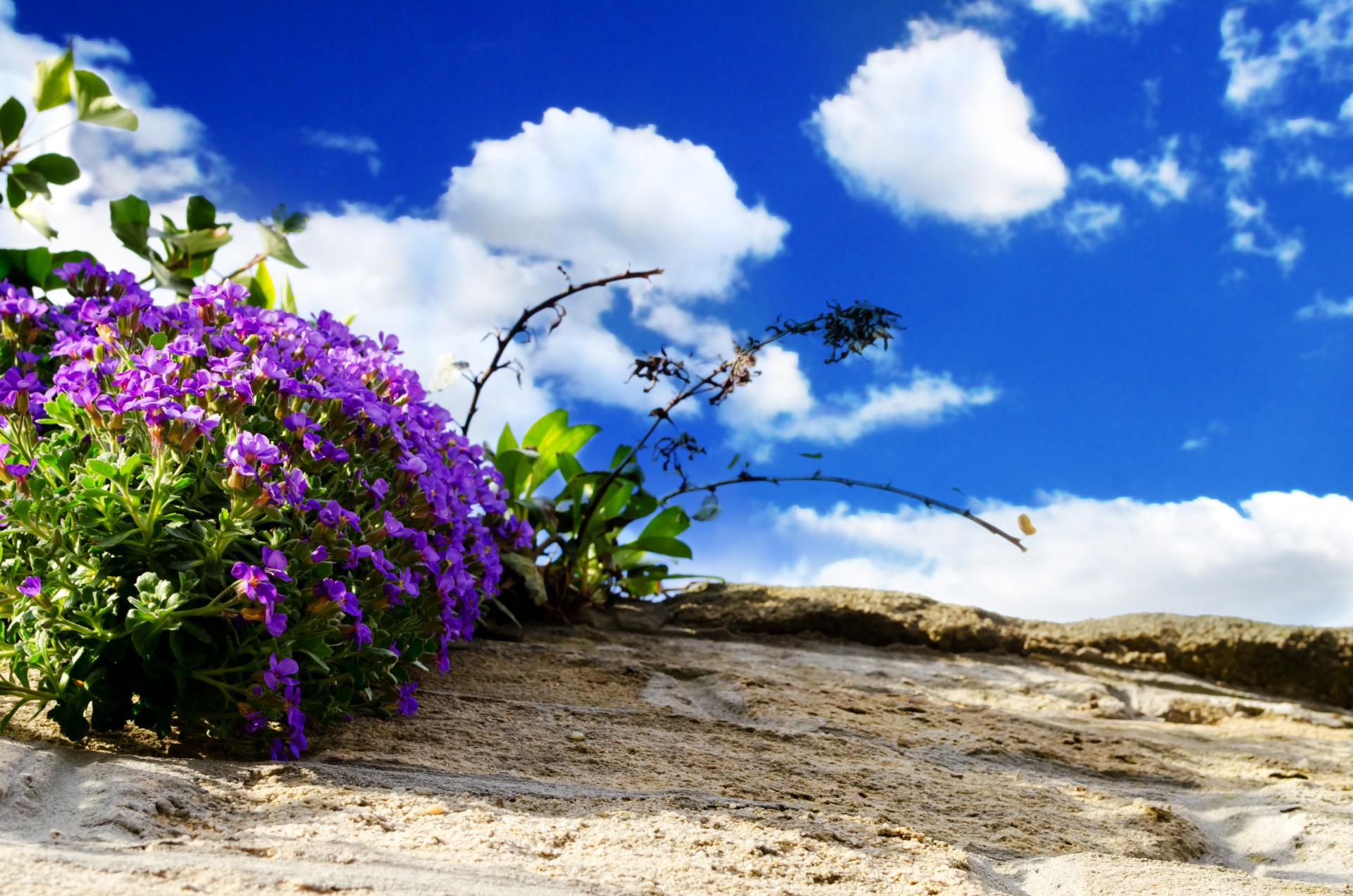 flowers flower plants free photo