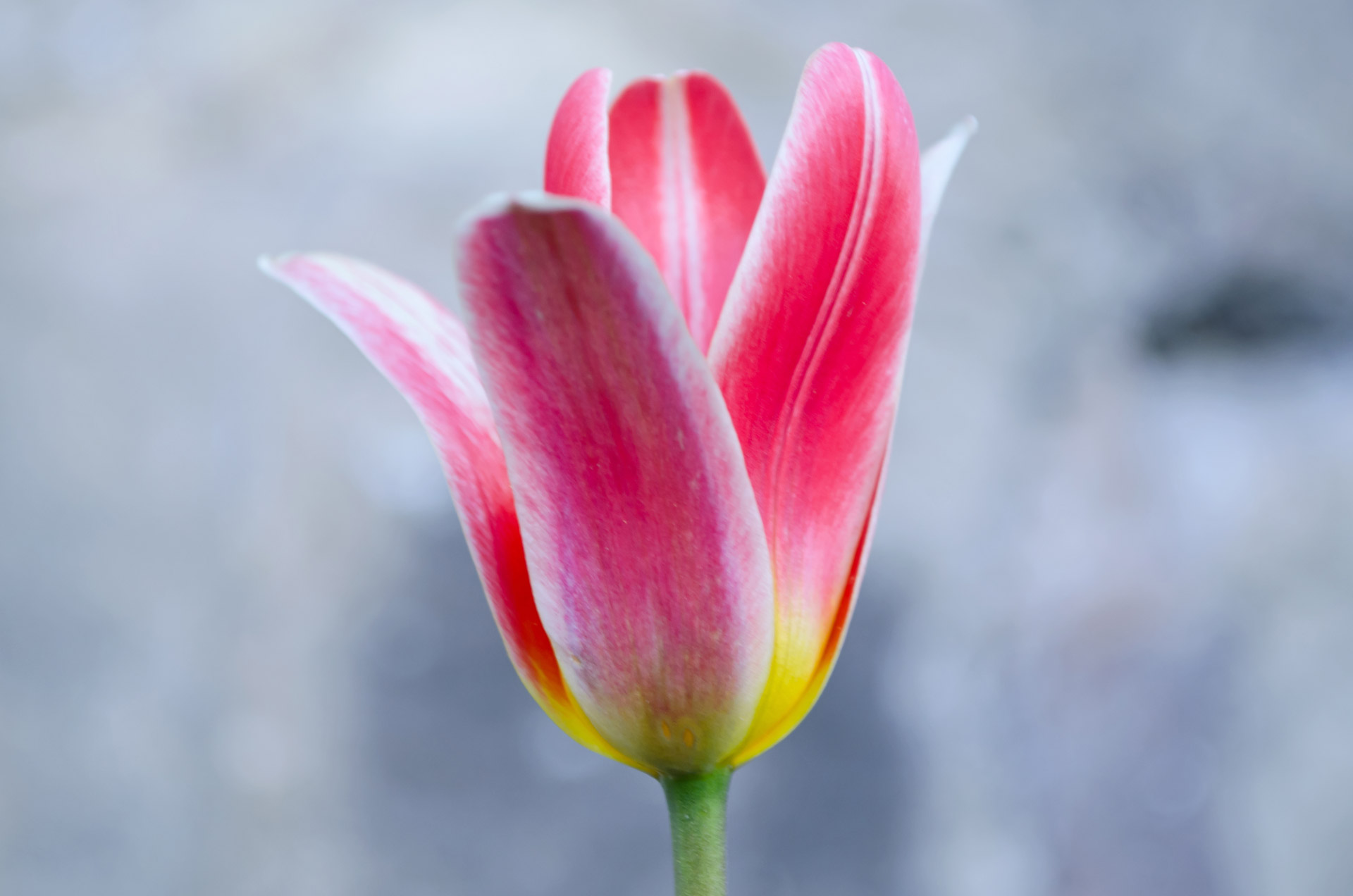 flowers flower tulip free photo