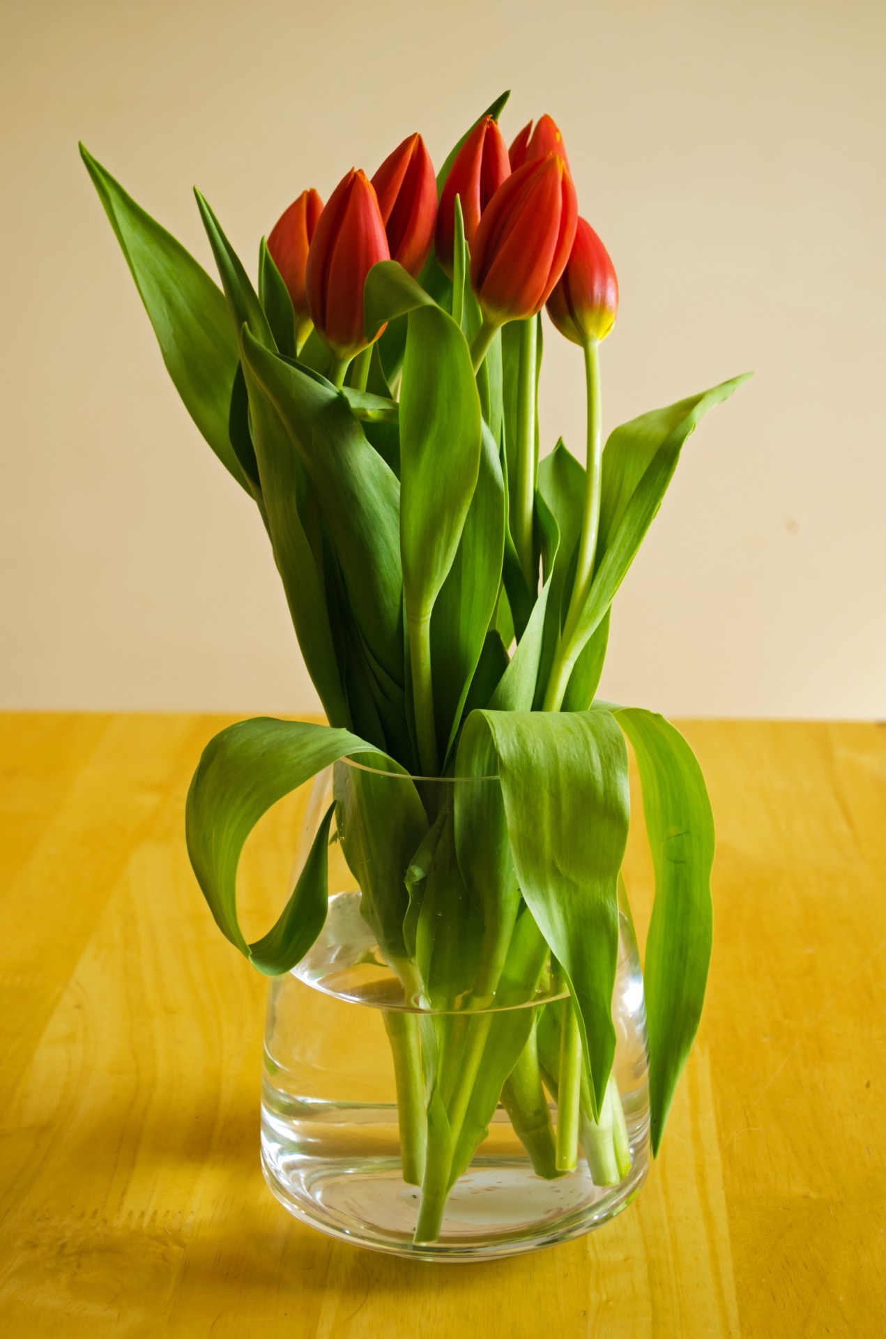 flowers flower tulip free photo