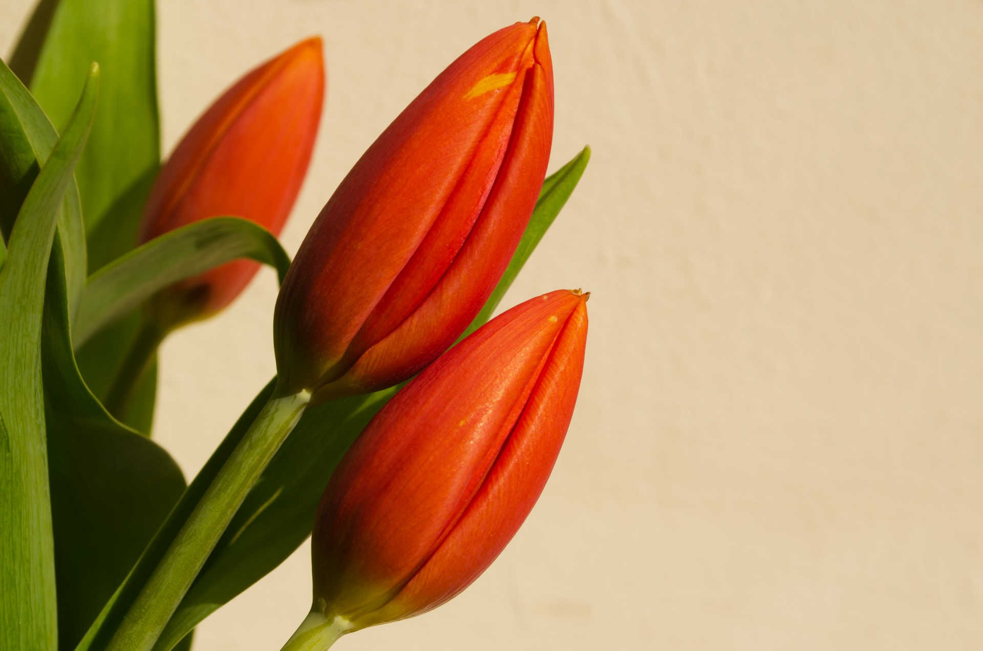 flowers flower tulip free photo