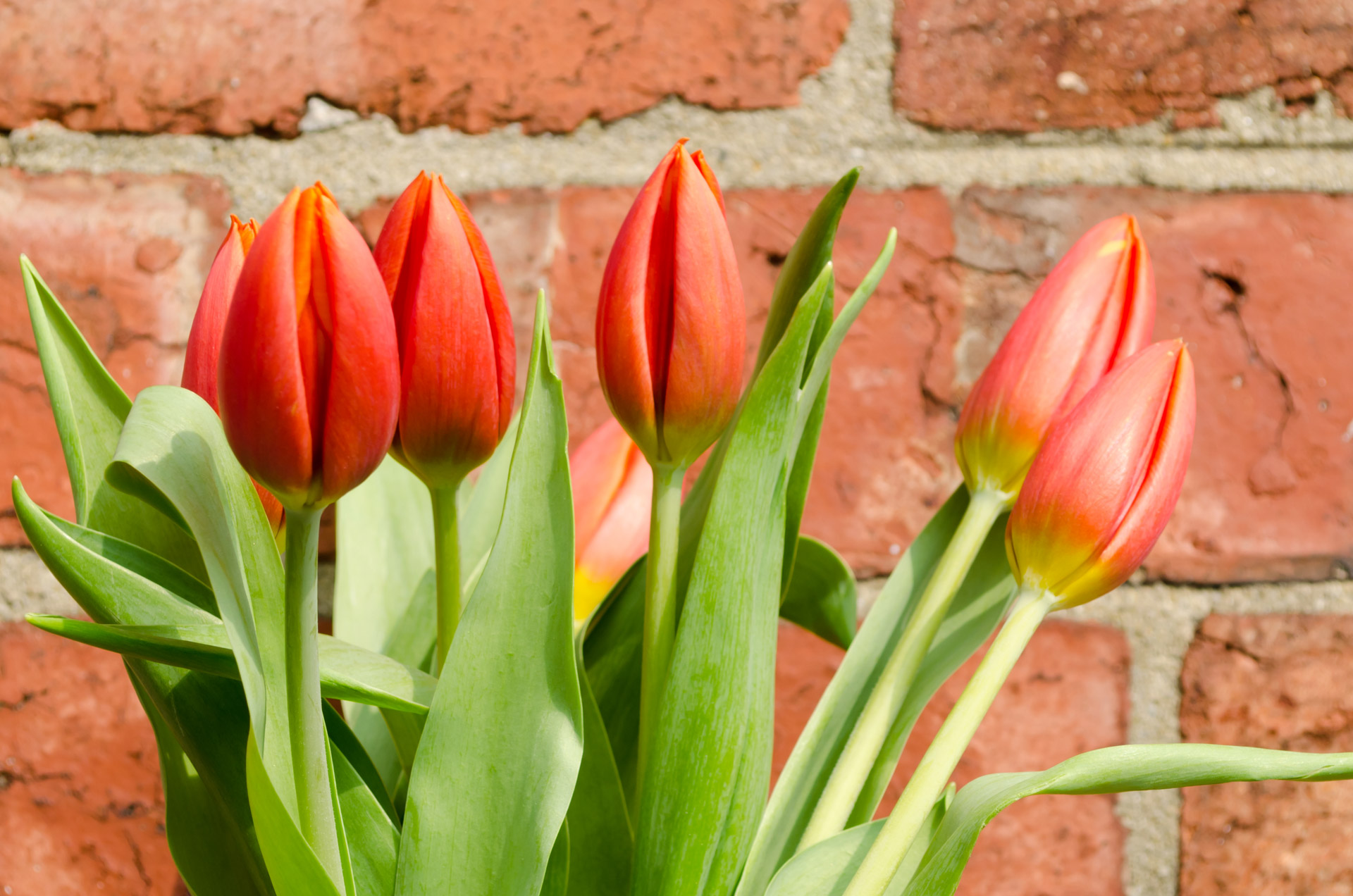 flowers flower plants free photo