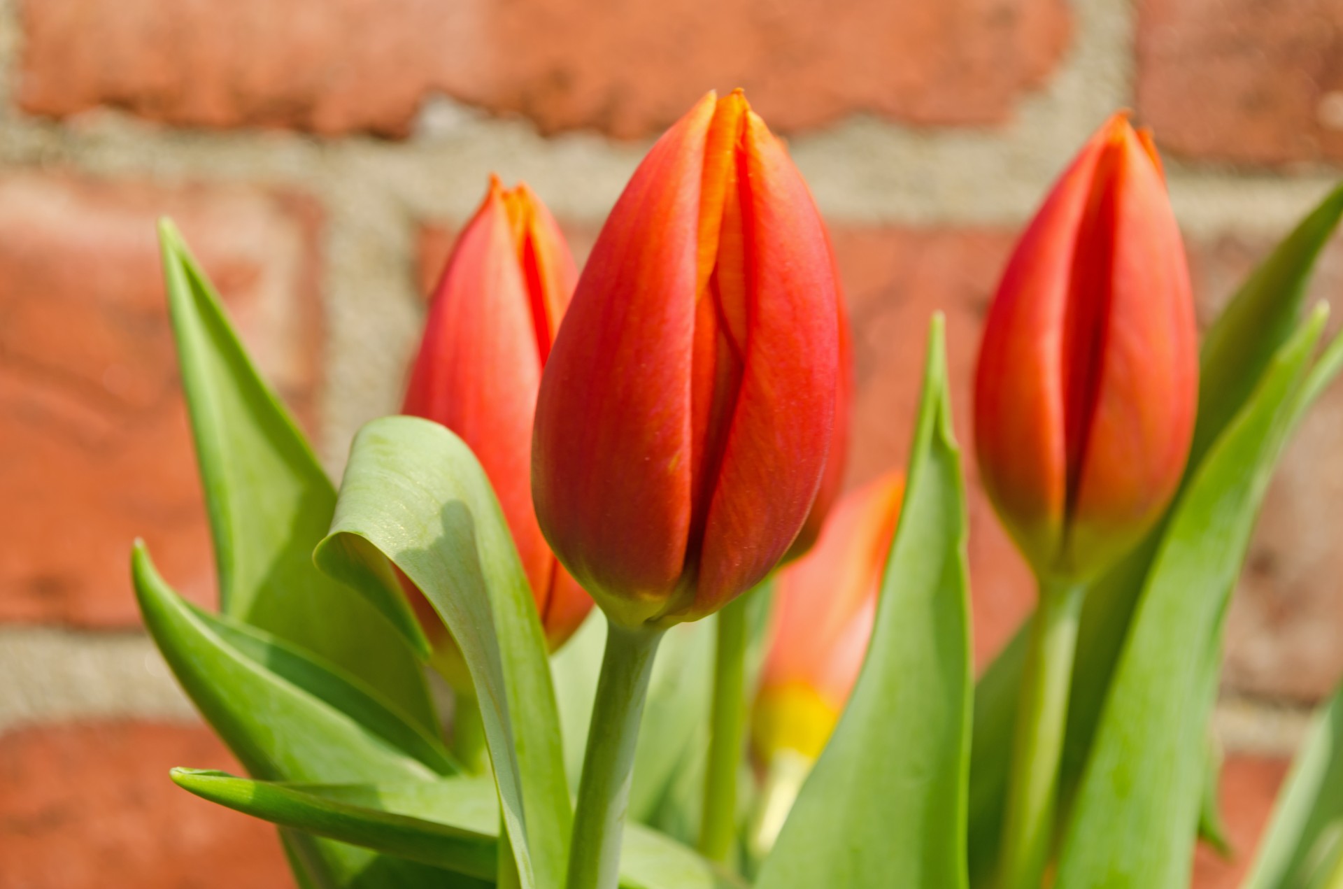 flowers flower plants free photo