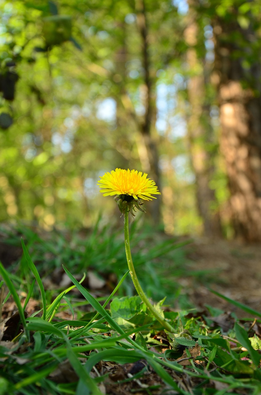 flower dandelion fores free photo