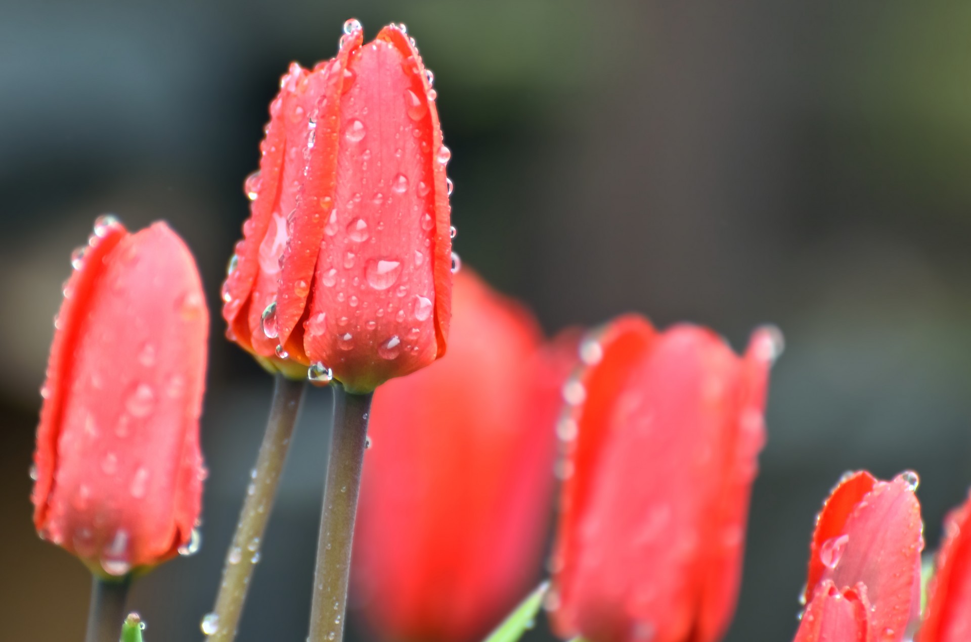 flowers flower plants free photo