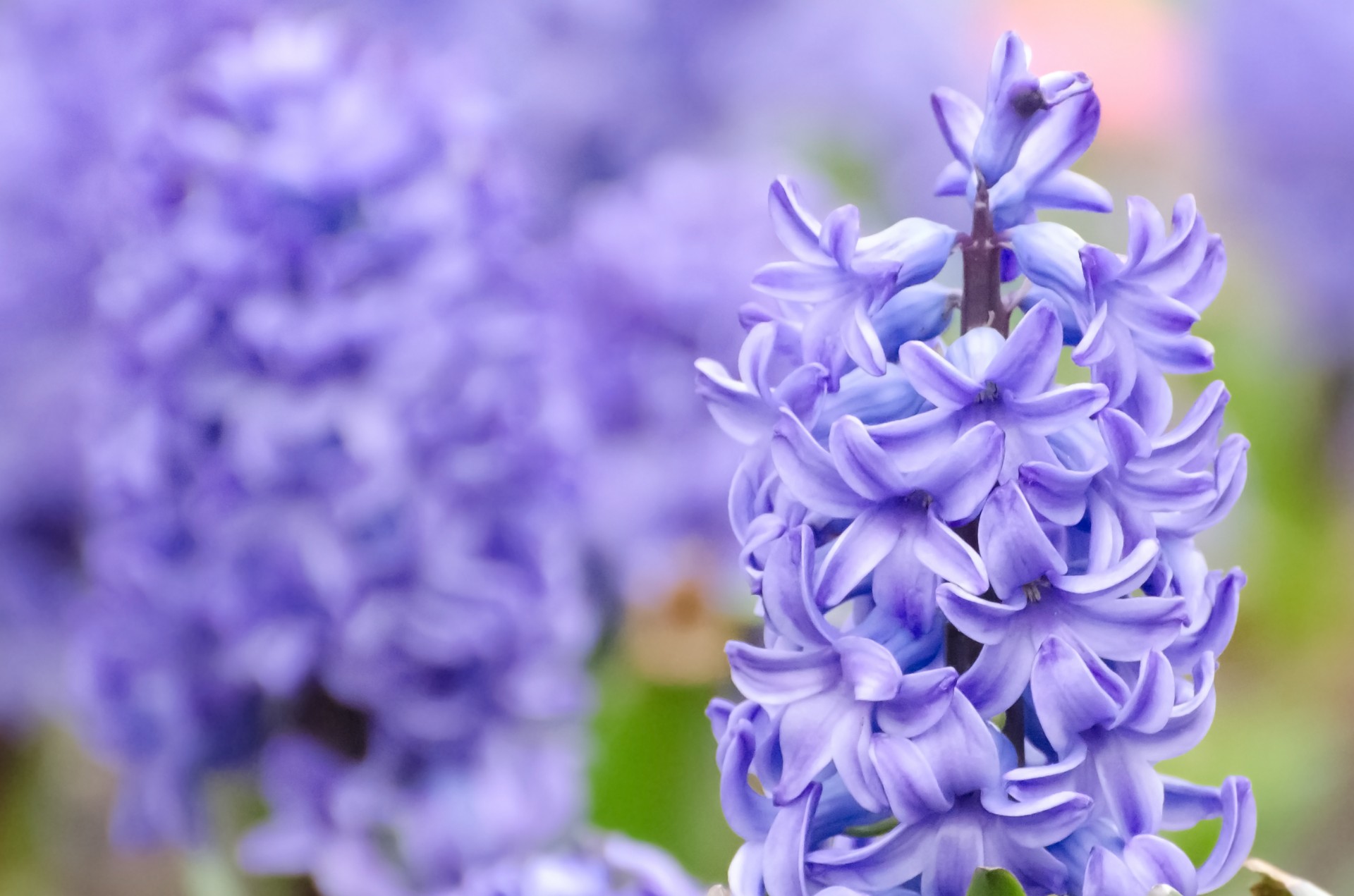 flowers flower plants free photo