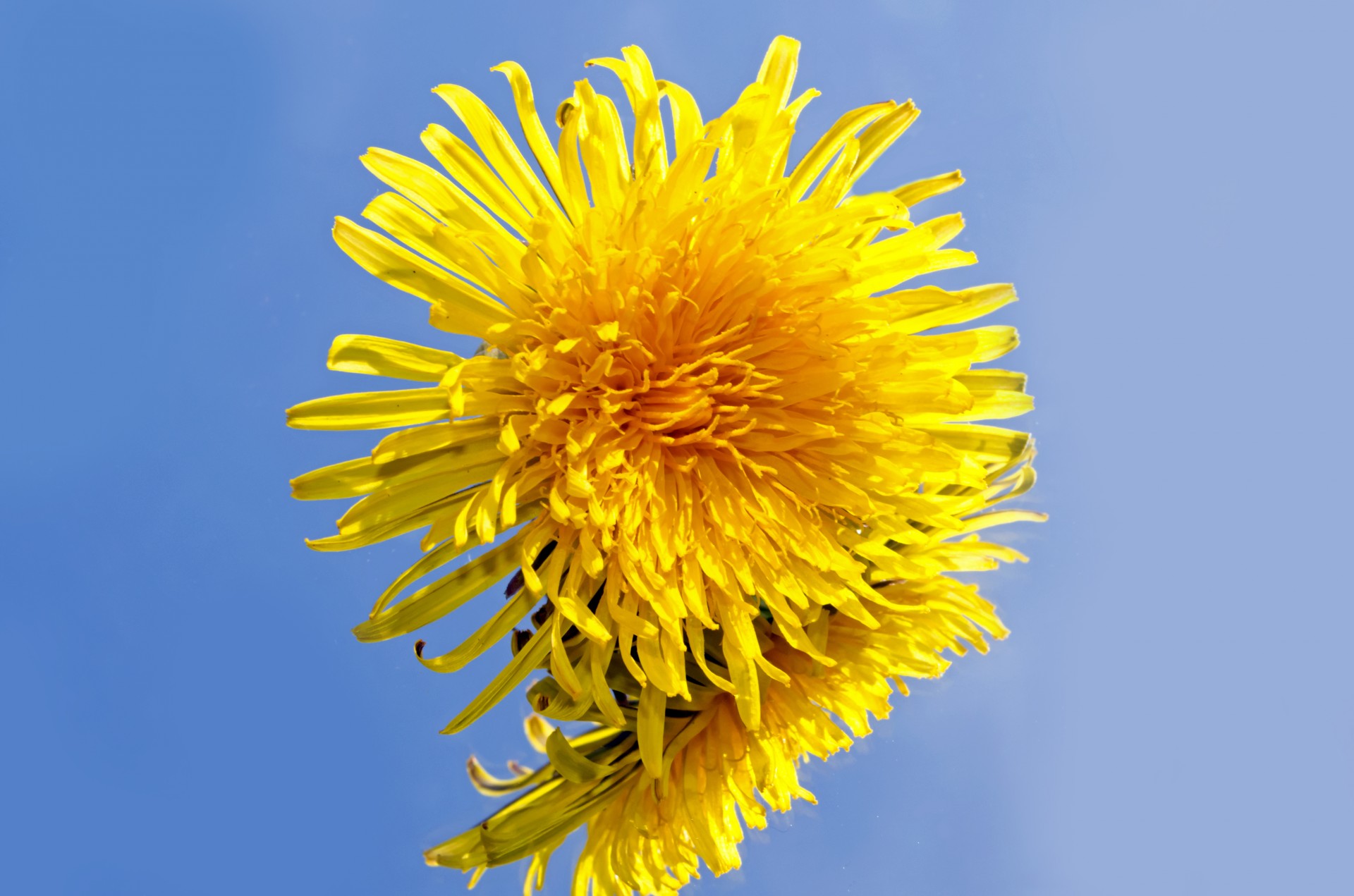 dandelion flower macro free photo