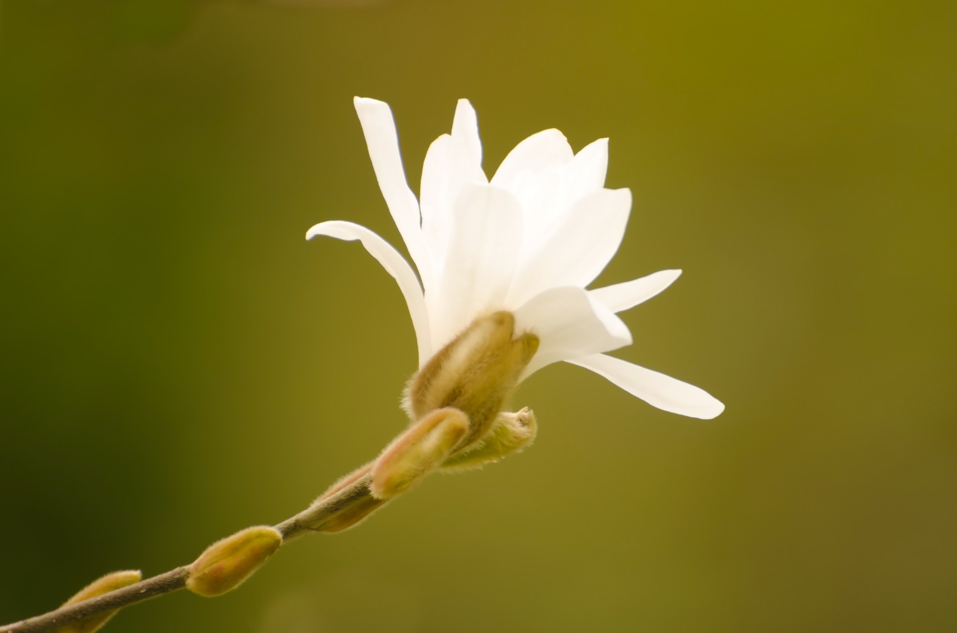 flower white summer spring free photo