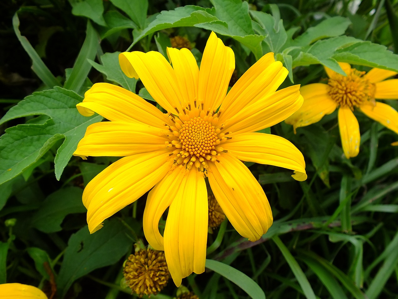 flower nature yellow free photo