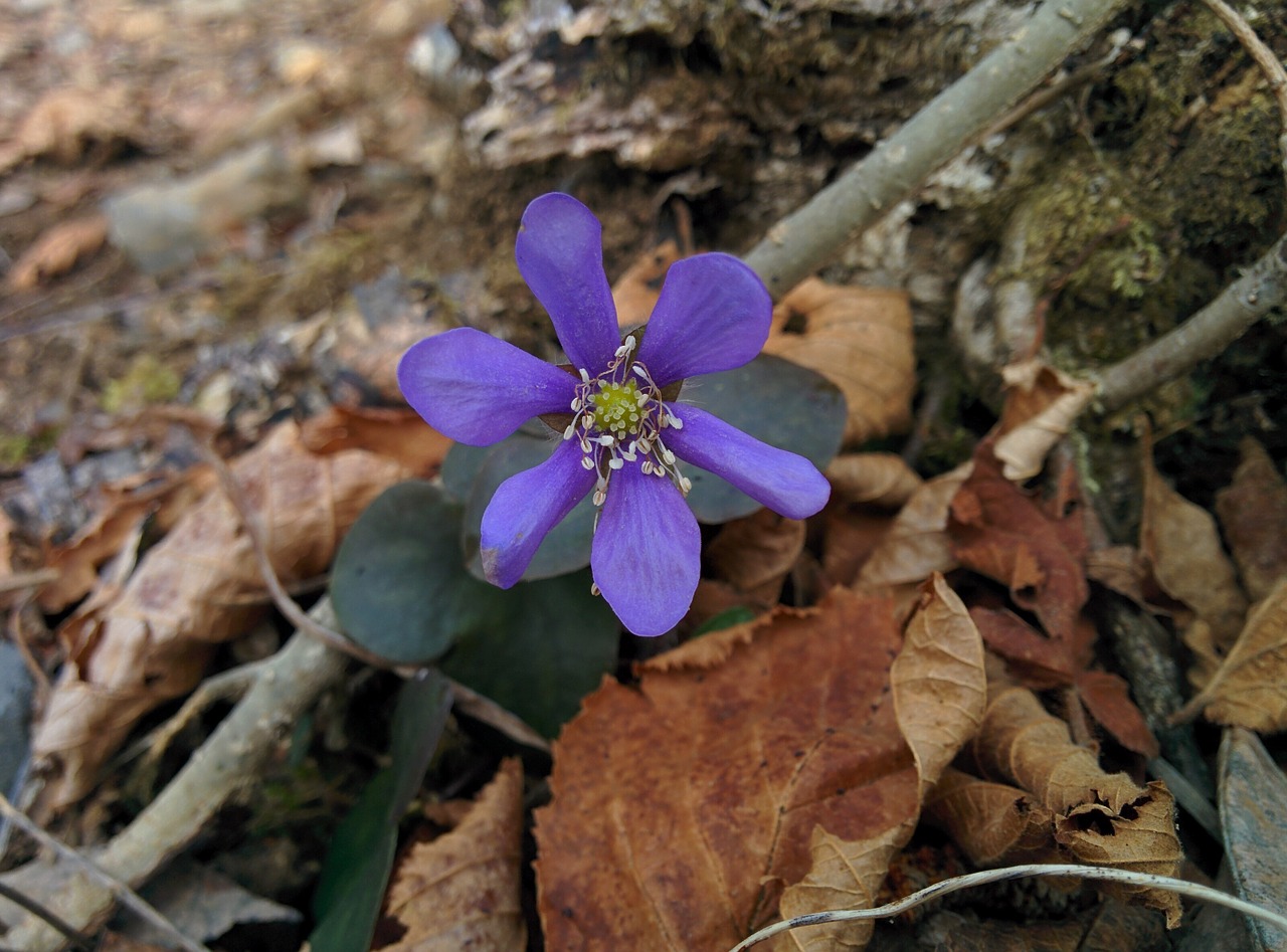 flower purple flower flowers free photo