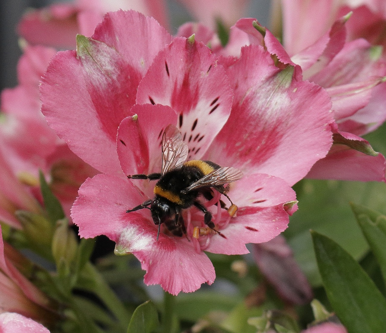 flower bee nectar free photo