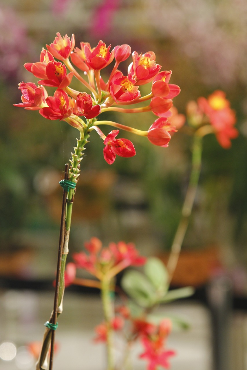 orchid orchid soil orange free photo